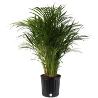 Costa Farms Live Indoor 2ft Tall Green Areca Palm Tree, Indirect Sunlight, Plant in 10in. Grower Pot