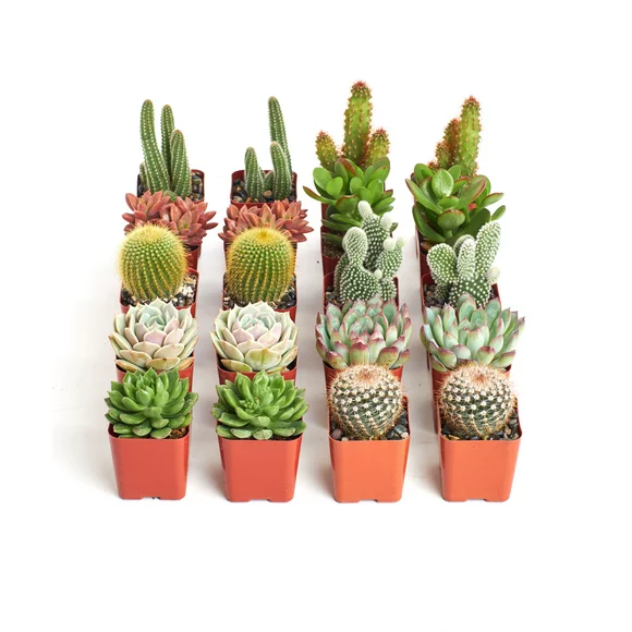 Home Botanicals Cactus and Succulent (Collection of 20)