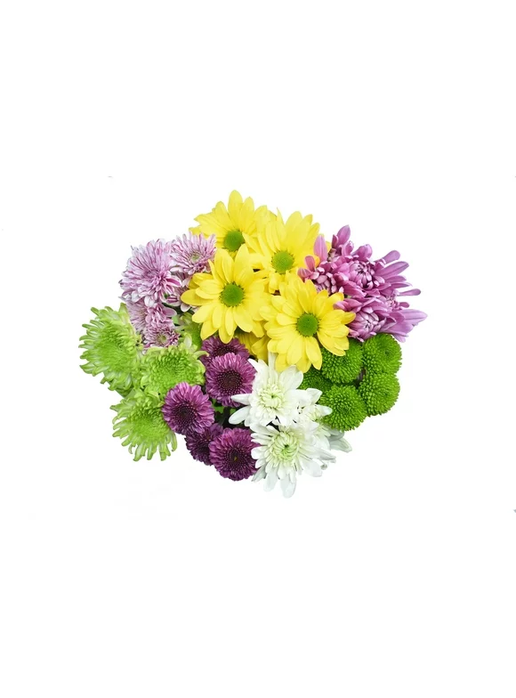 Fresh-Cut Small Rainbow Poms Flower Bunch, Minimum of 7 Stems, Colors Vary