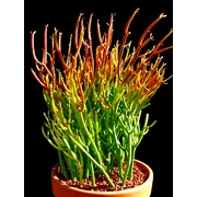 Fire Sticks Pencil Cactus - Euphorbia - Easy to grow - 6" Pot
