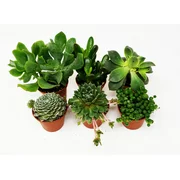 9GreenBox 6-Pack Succulents - Choose from 10 Types of Real and Hand-Picked Succulent Plants in Mini Pots - Home and Office Desks, Shelves, Windowsill Decor - Great Wedding, Birthday, Christmas Gift