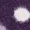Dark purple dot and light purple/white check