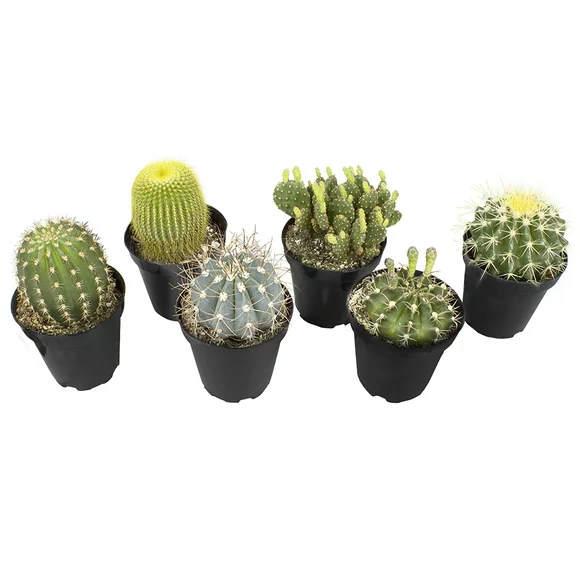 Altman Plants Assorted Live Cactus Collection large real cacti for planters or gifts, 3.5 Inch,6 Pack