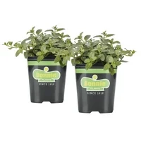 Bonnie Plants Peppermint 19.3 oz. 2-pack