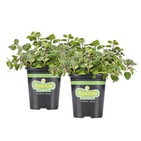 Bonnie Plants Greek Oregano 19.3 oz. 2-pack