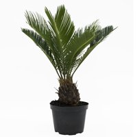 Costa Farms Live Indoor 12in. Tall Sago Palm Tree in 6in. Grower Pot