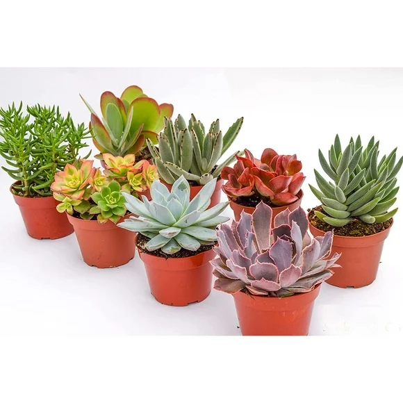 Large Colorful Outdoor Succulents - Assorted 4 Inch - Live Outdoor Succulent Plants - Large Fully Rooted Live Succulents (8)