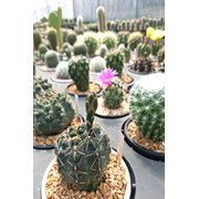 Cactus Assortment (Grower's Select) (State Restrictions Apply), 12 Pack (3in Pot, Live Plant)