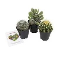 Altman Plants Assorted Live Cactus Collection large real cacti for planters or gifts, 3.5 Inch,3 Pack