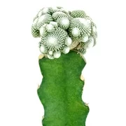 Blossfeldia Cactus, Unusual Shaped Cactus Plant - 4 inch + Clay Pot