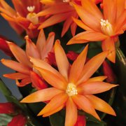 Orange Easter Cactus - Rhipsalidopsis - 2.5" Pot