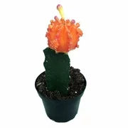 Orange Grafted Moon Cactus - Easy to Grow -Live Plant - 2.5" Pot