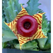 Lifesaver Cactus Plant - Huernia zebrina - Easy to Grow/Exotic Flower - 4" Pot