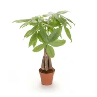 Costa Farms Live Indoor 16in. Tall Green Money Tree; Medium, Indirect Light Plant in 5in. Gift Wrap