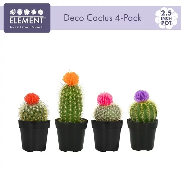 Element by Altman Plants Colorful Deco Cactus Succulent, Live Indoor House Plant with Grower Pots, 2.5 inch, Pack of 4