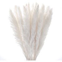 30 Pcs Pampas Natural Grass Reed Plume Dried Flowers Phragmites Bouquet Tall Real Touch Natural Plumes for Farmhouse Office Bedroom Wedding Rustic Decor White, 17 Inch