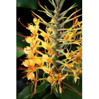 Hawaiian Yellow Kahili Ginger Plant Roots Rhizomes 5Pk Each Root 2"- 4"