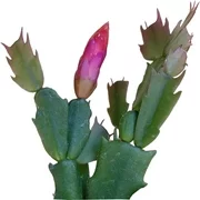 Christmas Cactus Thanksgiving Cactus, Winter Bloom Holiday Cactus - 2 inch + Clay Pot