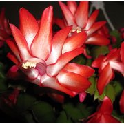 Hirt's Red Christmas Cactus Plant - Zygocactus - 6" Pot
