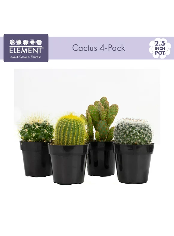 Element by Altman Plants Yellow and Green Cactus Succulent, Live Indoor House Plant with Grower Pots, 2.5 inch, Pack of 4