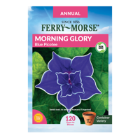 Ferry-Morse Blue Picotee Morning Glory Seeds - Since 1856, Non-GMO, Guaranteed Fresh, Annual Flower Gardening Seeds