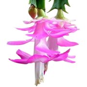 9GreenBox - Pink Christmas Cactus Plant - Zygocactus - 4" Pot