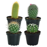 Costa Farms Live Indoor 7in. Tall Multicolor Assorted Cacti, Full Sun, Plant in 4in. Pot, 4-Pack