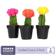 Element 9CM Grafted Cactus Plant Collection (3-Pack)
