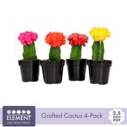 Element 2.5IN Grafted Cactus Plant Collection (4-Pack)