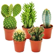 Instant Cactus Collection - 5 Plants - 2" Pots - Excellent for Fairy Gardens