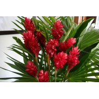 Hawaiian Red Ginger Starter Plant 2" Pot 6 - 10 " Tall No Bloom