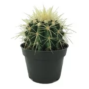 Golden Barrel Cactus - Echinocactus grusonii - 4" pot