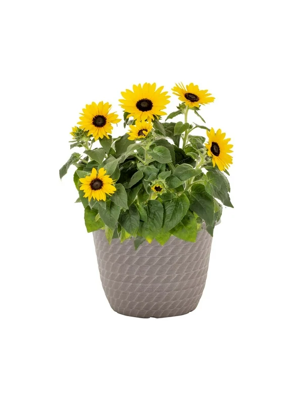 Sunfinity 1.5G Yellow Sunflower Live Plant Annual with Grower Pot