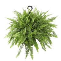 Costa Farms Live Indoor 20in. Tall Boston Fern Plant in 10in. Hanging Basket