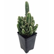 Fairy Castle Cactus - Cereus - Houseplant/Terrarium/Fairy Garden - 2" Pot