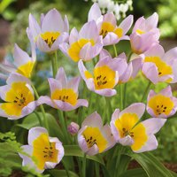 Van Zyverden - Tulip Saxatilis - Dormant Flower Bulbs - Full Sun; 6+ hrs, Multi-Color