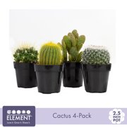 Element 2.5IN Cactus Plant Collection (4-Pack)