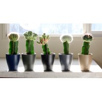 Better Homes & Gardens 4" Graft Kings Cactus Live Plants (5 Pack)