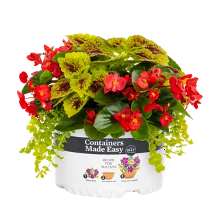 Containers Made Easy with Better Homes & Gardens 1.5 Gallon Multi-color Coleus Begonia Lysimachia Combo Annual Live Plant 1-Count with Grower Pot