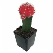 Red Grafted Moon Cactus - Easy to Grow - 2.5" Pot - Live Plant