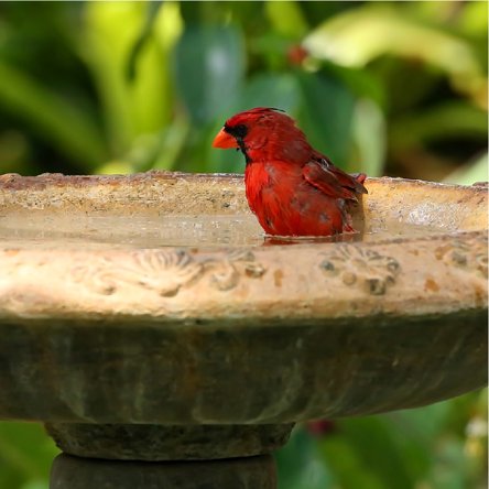 Providing water sources to attract birds