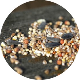 All about wild bird feed