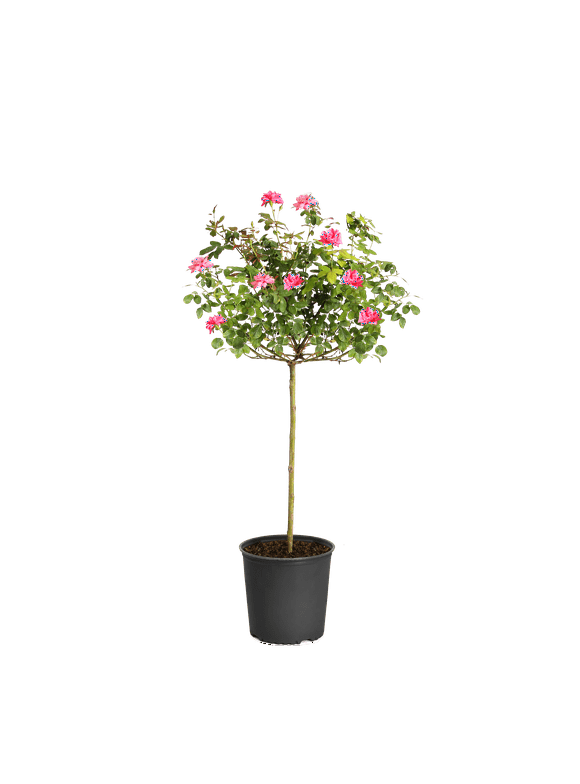 Brighter Blooms - Pink Knock Out Rose Tree, 3-4 ft. - No Shipping To AZ