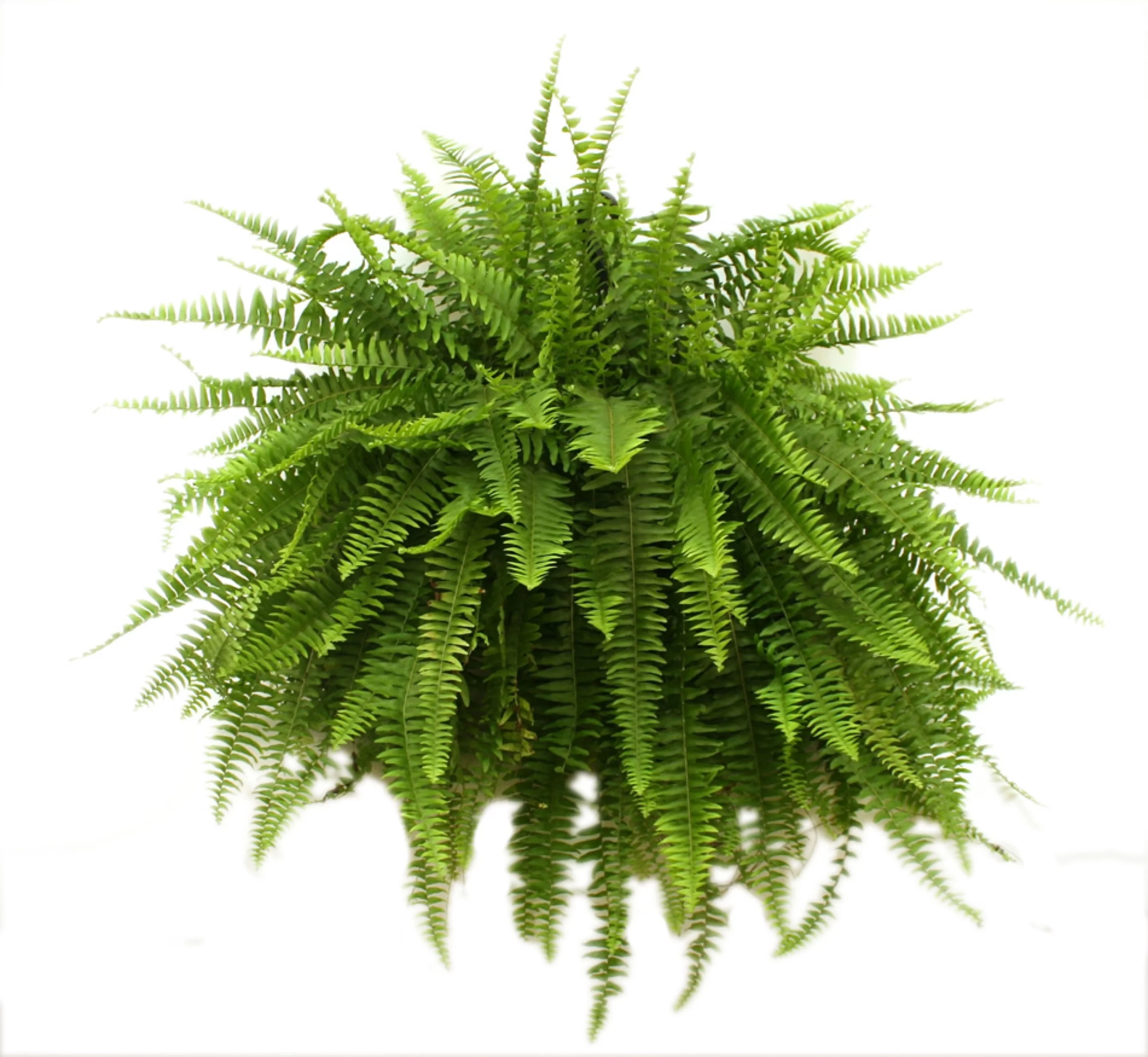 Costa Farms Expert Gardener Live Indoor 16in. Tall Green Boston Fern; Bright, Indirect Sunlight Plant in 10in. Grower Pot