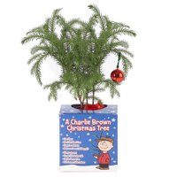 Costa Farms Live Indoor 10 to 12" Tall Charlie Brown Christmas Tree